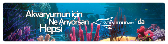 Akvaryumun İçin Ne Arıyorsan Hepsi Akvaryumun.Com 'da